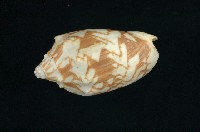 藏品(蝙蝠渦螺)的圖片